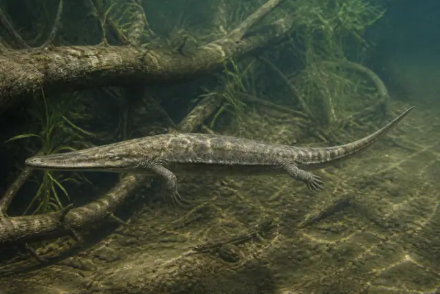Trematolestes · scientific reconstruction