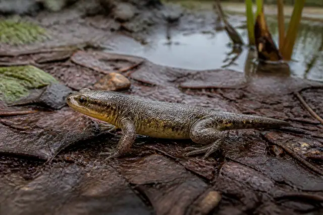 Triadobatrachus · scientific reconstruction