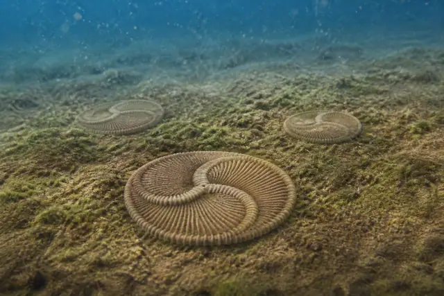 Tribrachidium · reconstitution scientifique