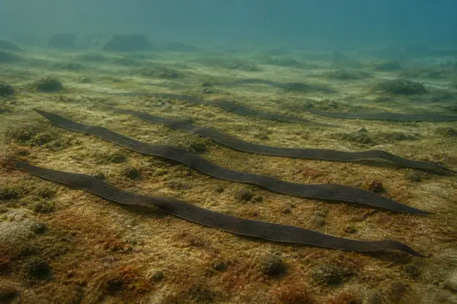 Vendotaenia · scientific reconstruction