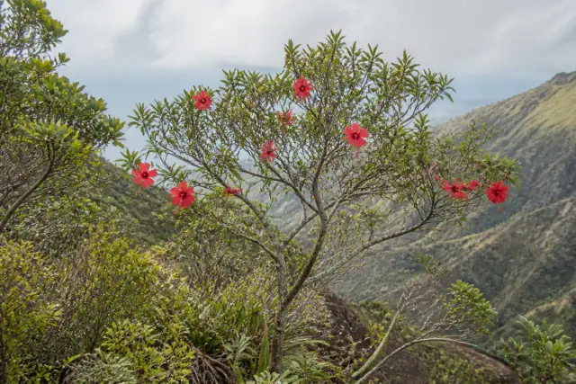 Wailupe Valley Treecotton · scientific reconstruction