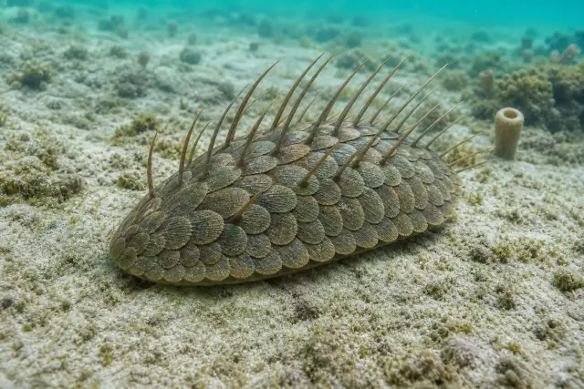 Wiwaxia (Wiwaxia corrugata) · scientific reconstruction