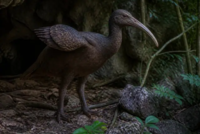 Xenicibis · scientific reconstruction